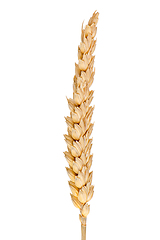 Image showing wheat ear isolated