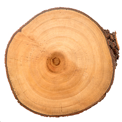 Image showing Wood log slice