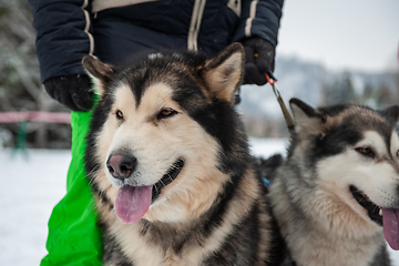 Image showing Alaskan Malamute dog