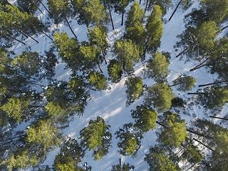 Image showing Aerial view of winter forest.