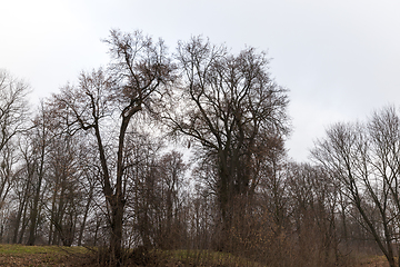 Image showing Forest in autumn