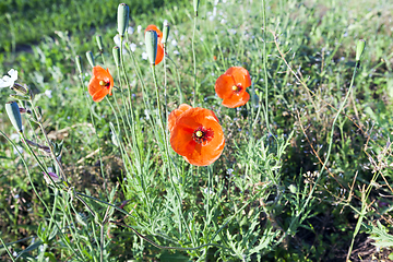 Image showing Red Poppy in the field oppy