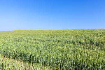 Image showing green unripe cereal