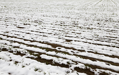 Image showing Snow drifts in winter