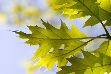 Image showing bright green foliage of oak