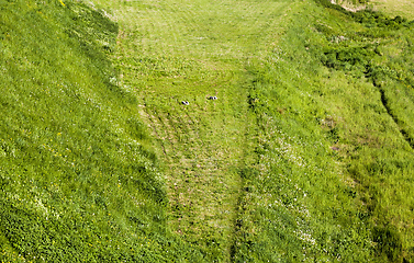 Image showing mowed green grass