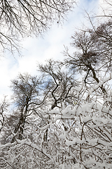 Image showing Winter park with snow