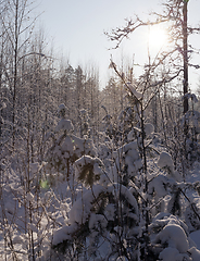 Image showing Trees in winter