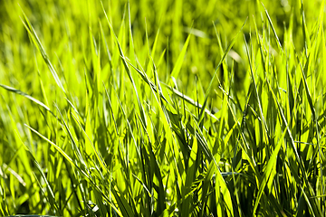 Image showing bright green grass