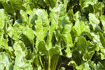 Image showing green beet tops