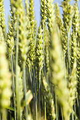 Image showing green unripe ears of rye