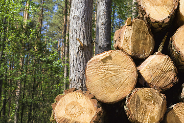 Image showing sawed and piled large logs