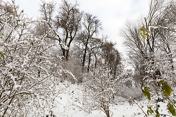 Image showing snow-covered trees and bushes