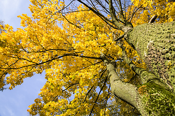 Image showing yellow and other foliage