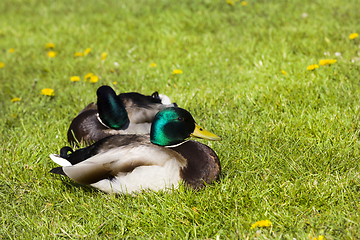 Image showing colored Duck drakes