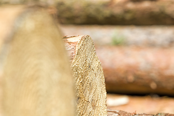 Image showing sawed and piled large logs