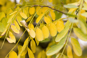 Image showing tree in autumn season