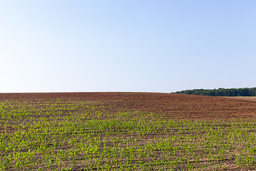 Image showing An agricultural field with a crop