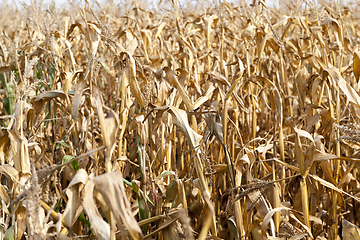 Image showing ears of ripe corn