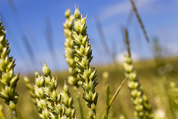 Image showing green rye ears