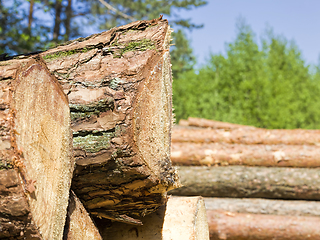 Image showing sawed and piled large logs