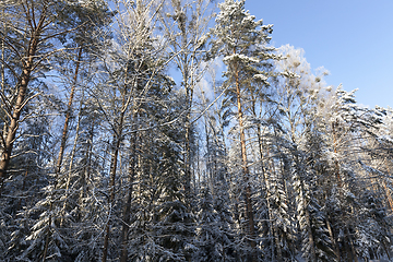 Image showing Trees in winter