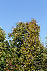 Image showing colorful yellowed foliage
