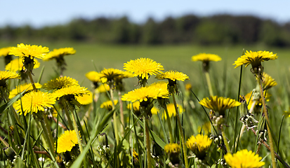 Image showing yellow dandelions