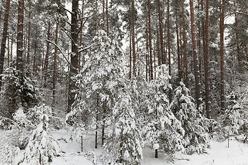 Image showing forest in winter