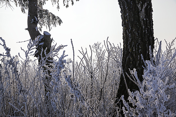 Image showing The forest in winter