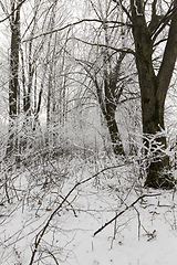 Image showing Snow drifts in winter