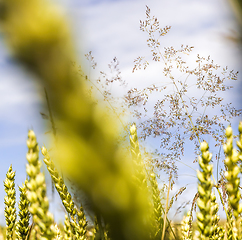 Image showing green rye ears