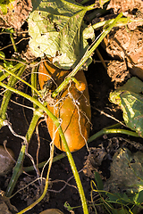 Image showing orange cucumber