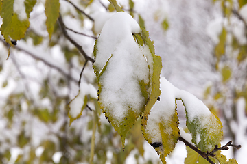 Image showing forest in winter