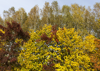 Image showing Yellow maple foliage