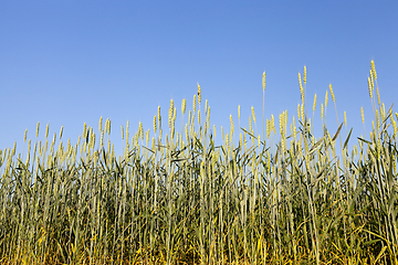 Image showing An agricultural field with a crop