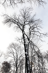 Image showing trees in the forest in winter