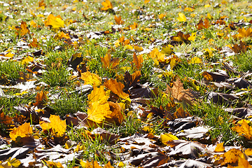 Image showing colorful yellowed foliage