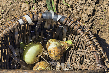 Image showing An old basket