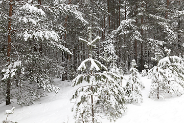 Image showing Snow drifts in winter