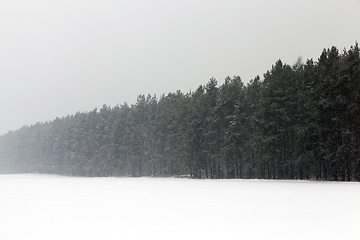 Image showing Winter landscape, snowfall