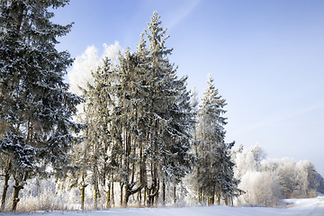 Image showing The forest in winter