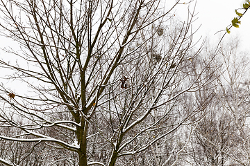 Image showing trees under snow