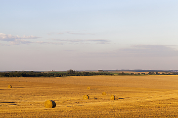 Image showing cereal crop, close-up