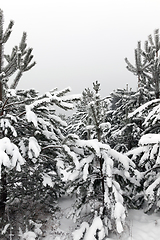 Image showing Winter landscape, snowfall