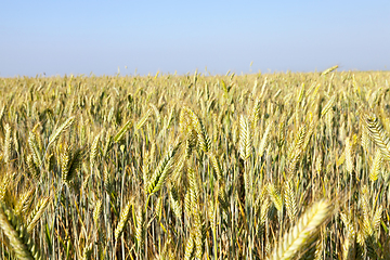 Image showing Field with cereal