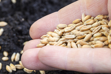 Image showing sowing grain hand soil