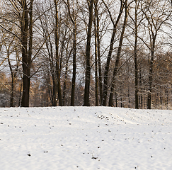 Image showing Forest in winter