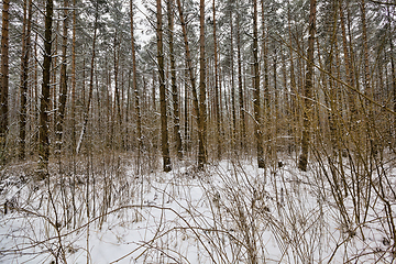 Image showing The forest in winter