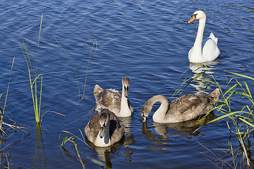 Image showing the family of young swans